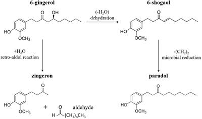 The “root” causes behind the anti-inflammatory actions of ginger compounds in immune cells